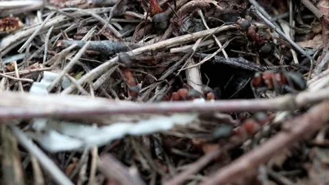 Many forest ants work to build an ant hill. Close-up. Video stock 130558771