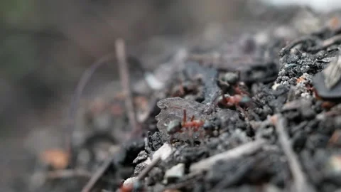 Many forest ants work to build an ant hill. Close-up. Video stock 131587392