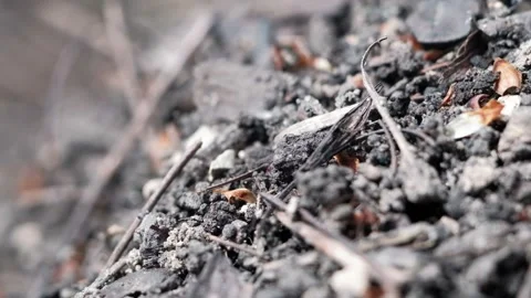 Many forest ants work to build an ant hill. Close-up. 動画素材 131587409