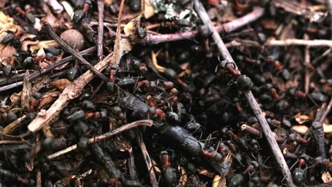 Many forest ants work to build an ant hill. Close-up. 動画素材 131587542