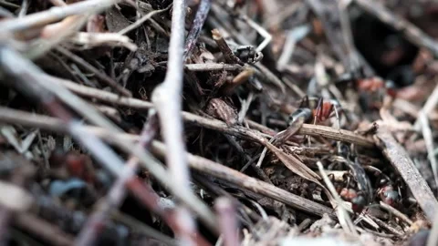 Many forest ants work to build an ant hill. Close-up. Stock Footage 131587543