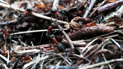 Many forest ants work to build an ant hill. Close-up. Video stock 131587618