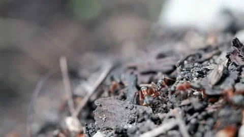 Many forest ants work to build an ant hill. Video stock 134599299