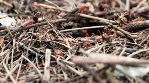 Many forest ants work to build an ant hill. Close-up. Stock Footage 134599564