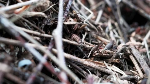 Many forest ants work to build an ant hill. Close-up. Stock Footage 134599724