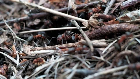 Many forest ants work to build an ant hill. Close-up. Stock Footage 134599932