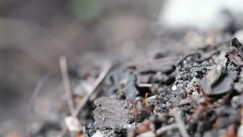 Many forest ants work to build an ant hill. Stock Footage 136653447