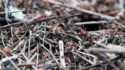 Many forest ants work to build an ant hill. Close-up. Video stock 136653659