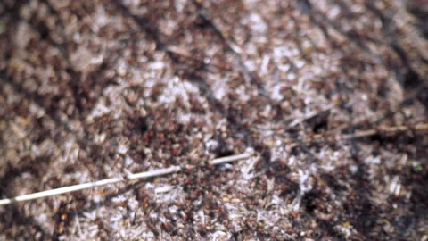 Many forest ants work to build an ant hill. Close-up. Stock Footage 154351265