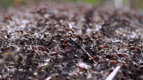 Many forest ants work to build an ant hill. Close-up. Stock Footage 154351420