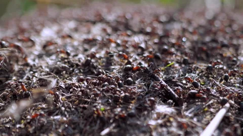 Many forest ants work to build an ant hill. Close-up. Stock Footage 154351526
