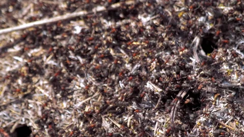 Many forest ants work to build an ant hill. Close-up. Stock Footage 154351644