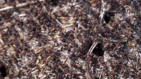 Many forest ants work to build an ant hill. Close-up. Stock Footage 154351752