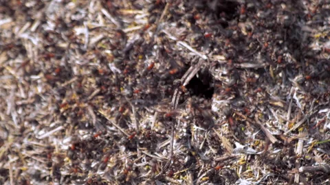 Many forest ants work to build an ant hill. Close-up. Stock Footage 154351894