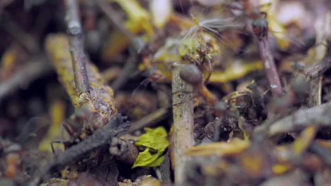 Many forest ants work to build an ant hill. Close-up. Stock Footage 154352044