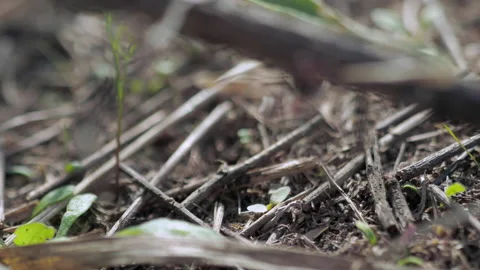 Many forest ants work to build an ant hill. Close-up. Stock Footage 154352172