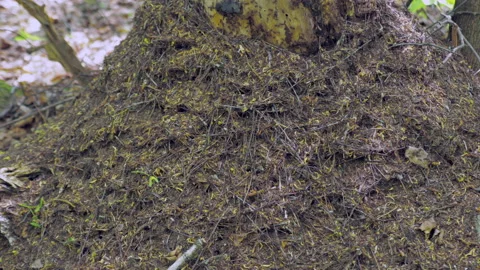 Many forest ants work to build an ant hill. Close-up. Stock Footage 154352444