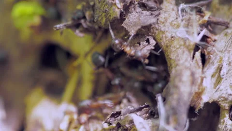 Many forest ants work to build an ant hill. Close-up. Stock Footage 154352661