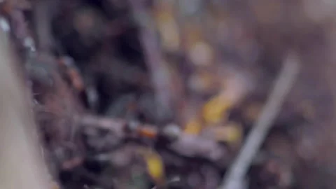 Many forest ants work to build an ant hill. Close-up. Stock Footage 154352720
