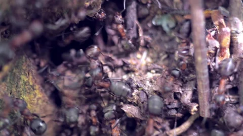 Many forest ants work to build an ant hill. Close-up. Stock Footage 154353020