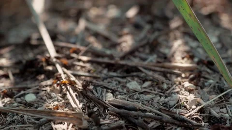 Many forest ants work to build an ant hill. Close-up. Stock Footage 158856682