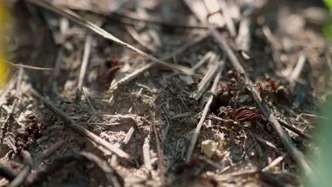 Many forest ants work to build an ant hill. Close-up. Stock Footage 158856704