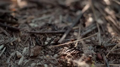 Many forest ants work to build an ant hill. Close-up. 動画素材 158856759