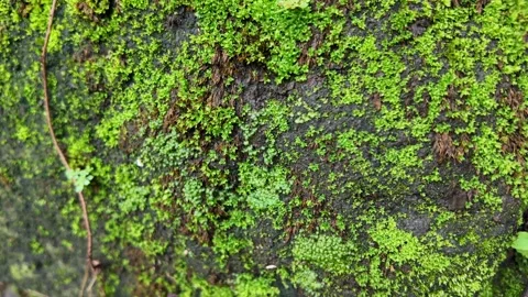 Many forest moss and small plants growing on wet rocks in tropical forest Vídeo Stock 291647822