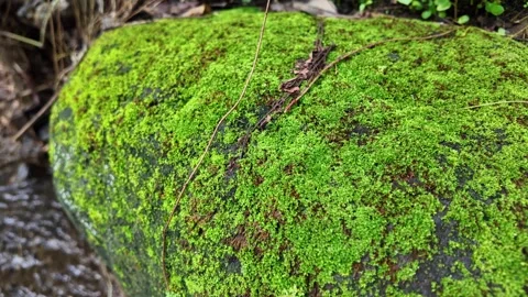 Many forest moss and small plants growing on wet rocks in tropical forest Stockbeeldmateriaal 291649170