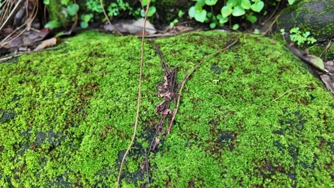 Many forest moss and small plants growing on wet rocks in tropical forest Видео 291649804