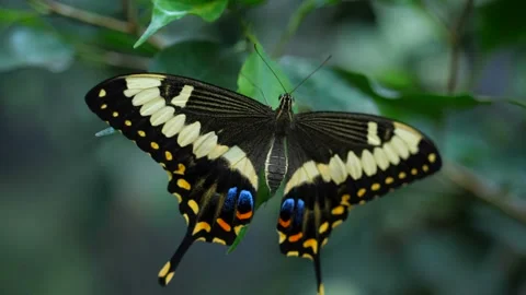 Many frames of different butterflies that sit on the leaves, flowers. Mounting Stock Footage 104666763