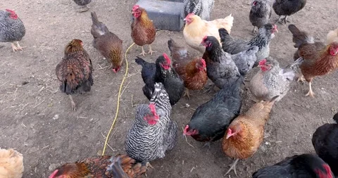 Many free range chickens in the farm Stock Footage 240141503