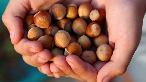Many fresh brown hazelnuts in shells in small hands of little child Stock Footage 80474856