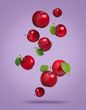Many fresh cherry plums falling on violet background Stock Illustration