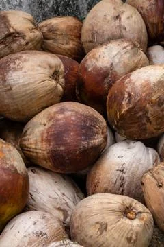 Many fresh coconut vertical pattern base tropical light brown background Foto stock