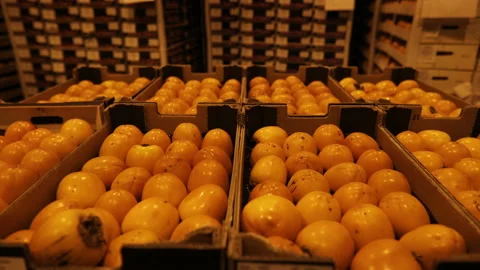 Many fresh fruits persimmons. Stock Footage 99533540