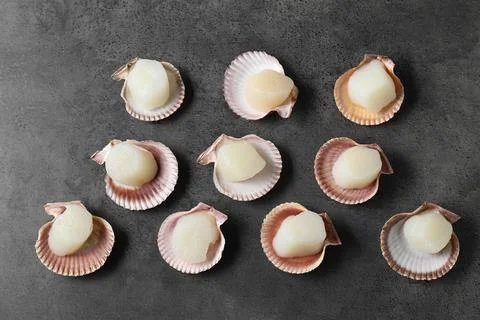 Many fresh raw scallops in shells on grey table, flat lay Stock Photos