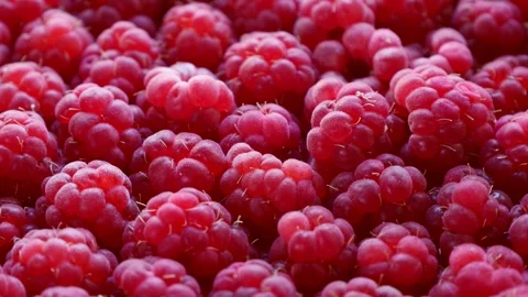 Many fresh red raspberries circle rotation close up Stock Footage 262231141