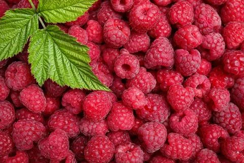 Many fresh ripe raspberries and green leaves as background, top view 写真素材