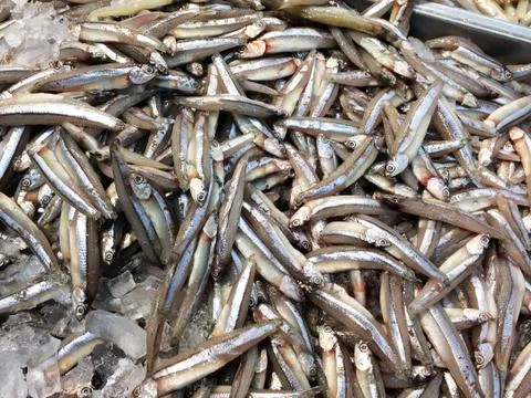 Many fresh silver fish Stock Photos