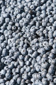 Many fresh whortleberry Stock Photos