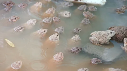 Many frogs are in the pond at farm,farm frog Stock Footage
