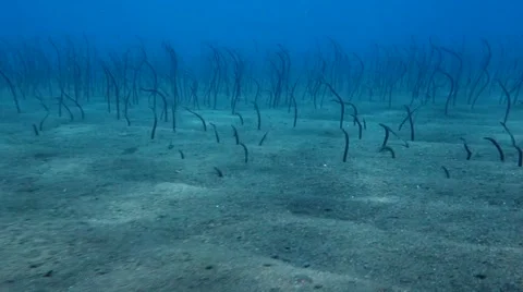 Many Garden Eels Stock Footage 45180993