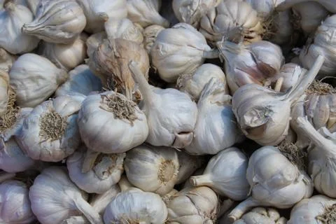 Many garlic in the store. Stock Photos