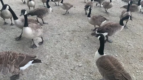 Many geese walking around in random directions Stock Footage 157679856