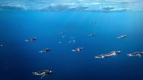 Many gentoo penguins swimming underwater in Antarctica Stock Footage