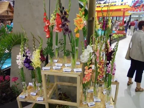 Many gladiola flowers on variable height tables Stock-Fotos