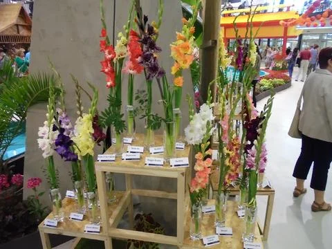 Many gladiola flowers on variable height tables Stock Photos