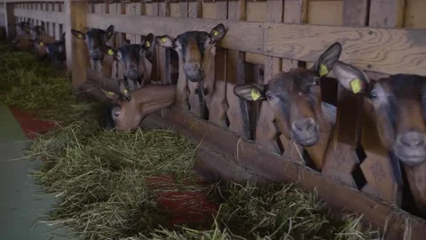 Many goats on the farm Video stock 171832226
