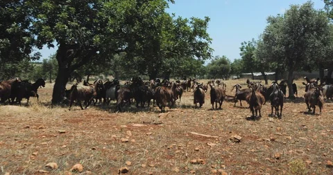 Many goats on the field Stock Footage 93767429